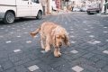 GoremeCappadokia-Trukey_202502_16