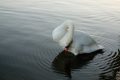 Swan / London