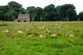 Deers in the Tatton Park / Manchester