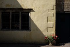 shadow, light ,flower / Lacock Village