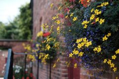 Flower pods / Manchester