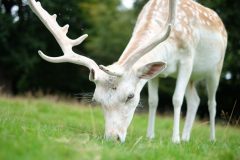 White Deer / Manchester