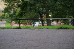 Seagul / Edinburgh