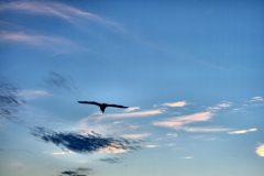Fly the Sky / Edinburgh