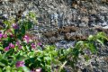 Day13_20220923_Manarola43